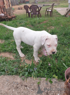 Dodatkowe zdjęcia: Szczeniaki Dogo Argentino