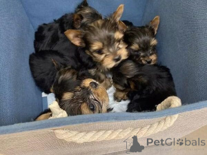 Zdjęcie №1. yorkshire terrier - na sprzedaż w Vaslui | negocjowane | Zapowiedź №160035