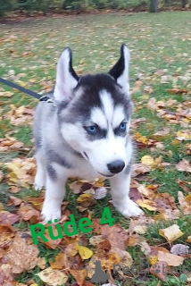 Zdjęcie №3. Szczenięta husky. Niemcy