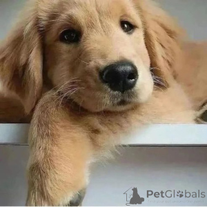 Zdjęcie №1. dog argentyński - na sprzedaż w Parañque | negocjowane | Zapowiedź №167329