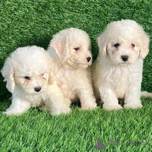 Zdjęcie №1. bichon frise - na sprzedaż w Luksemburg | negocjowane | Zapowiedź №178071