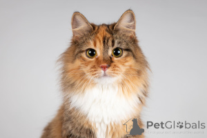 Zdjęcie №2 do zapowiedźy № 166043 na sprzedaż   - wkupić się Federacja Rosyjska ze schronu