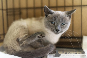 Zdjęcie №4. Sprzedam  w Chimki. ze schronu - cena - Bezpłatny