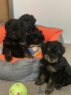 Zdjęcie №2 do zapowiedźy № 138403 na sprzedaż  pudel (zabawka) - wkupić się Serbia 