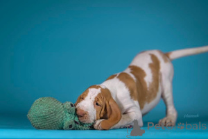 Zdjęcie №3. Bracco Italiano puppy. Polska