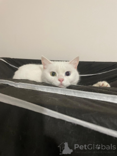 Zdjęcie №3. Playful British Van Hybrid.. Turcja