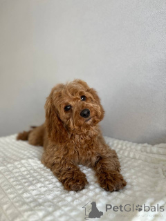 Zdjęcie №4. Sprzedam pies nierasowy w Amsterdam. hodowca - cena - negocjowane