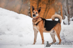 Zdjęcie №1. pies nierasowy - na sprzedaż w Москва | Bezpłatny | Zapowiedź №49647