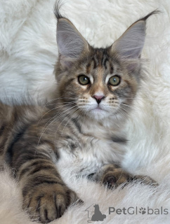 Zdjęcie №1. maine coon - na sprzedaż w Alabama | 6zł | Zapowiedź № 161200