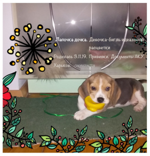 Zdjęcie №1. beagle (rasa psa) - na sprzedaż w Charków | Negocjowane | Zapowiedź №5251