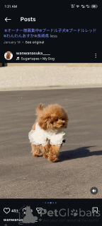 Zdjęcie №1. pudel (zabawka) - na sprzedaż w Hamburg | negocjowane | Zapowiedź №163988