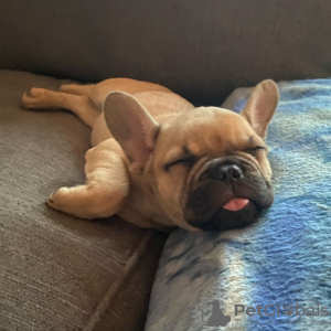 Zdjęcie №3. Szczenięta buldoga francuskiego. Polska