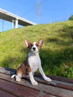 Dodatkowe zdjęcia: Basenji szczenięta na sprzedaż