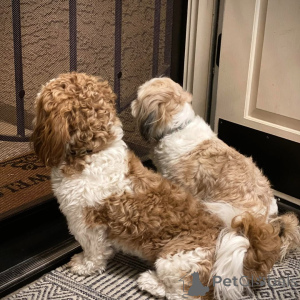 Zdjęcie №4. Sprzedam shih tzu w Дортмунд. hodowca - cena - 1913zł