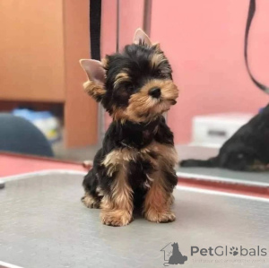 Zdjęcie №2 do zapowiedźy № 165317 na sprzedaż  yorkshire terrier - wkupić się Austria hodowca
