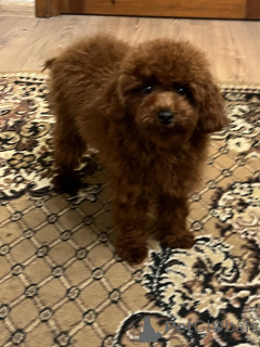 Zdjęcie №3. Pudel zabawkowy 8 miesięcy/samiec. Ukraina