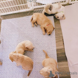 Zdjęcie №3. Goldendoodle Szczenięta na sprzedaż. Niemcy