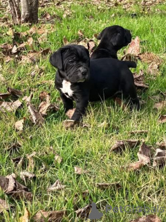 Zdjęcie №3. Nuttede Cane Corso hvalpe søger et kærligt hjem for altid. Dania