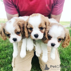 Zdjęcie №1. cavalier king charles spaniel - na sprzedaż w Seaford | 1256zł | Zapowiedź №71694