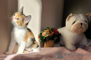 Zdjęcie №3. Europejskie krótkie kocięta z dokumentami. Austria