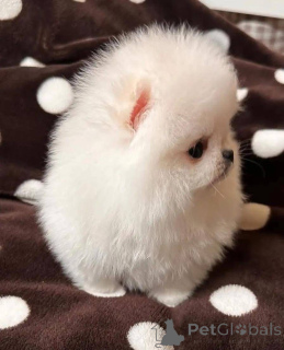 Zdjęcie №3. Szczenięta pomeraniana do adopcji, bardzo przyjazna dla dzieci i innych. Polska