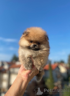 Zdjęcie №3. Pomeranian Purebred, krasnolud. Serbia