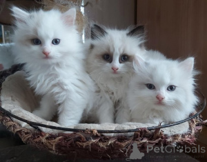 Zdjęcie №1. ragdoll - na sprzedaż w Utrecht | Bezpłatny | Zapowiedź № 159207