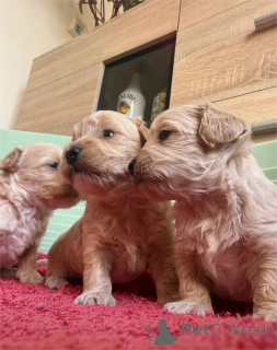 Zdjęcie №1. maltipu - na sprzedaż w Desuu-roxlau | 1674zł | Zapowiedź №154437