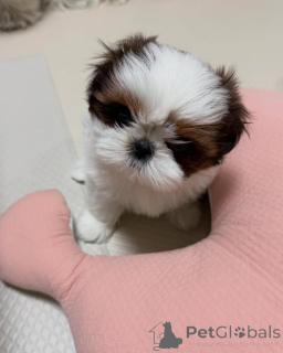 Zdjęcie №3. Entzückende Shih-Tzu-Welpen suchen einliebevolles Zuhause!. Niemcy