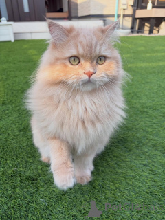 Zdjęcie №1. kot syberyjski - na sprzedaż w Egilsstaðir | negocjowane | Zapowiedź № 158457