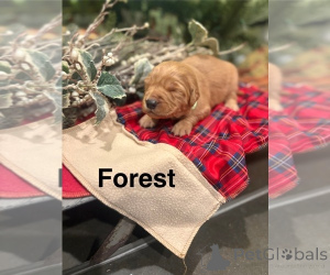 Zdjęcie №4. Sprzedam golden retriever, labrador retriever w Amstetten. ze schronu, hodowca - cena - negocjowane