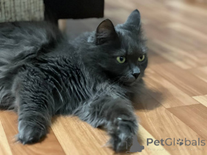 Zdjęcie №4. Sprzedam  w Mińsk. prywatne ogłoszenie - cena - Bezpłatny