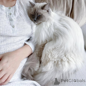 Zdjęcie №1. ragdoll - na sprzedaż w Arnem | 2549zł | Zapowiedź № 159298