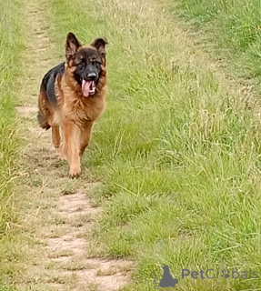 Zdjęcie №2 do zapowiedźy № 141324 na sprzedaż  pies nierasowy - wkupić się Republika Czeska hodowca