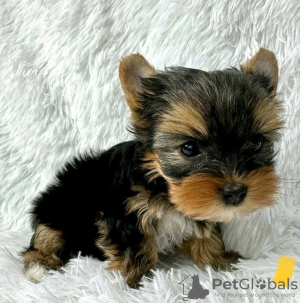 Zdjęcie №1. yorkshire terrier biewer - na sprzedaż w Ohio City | negocjowane | Zapowiedź №123112