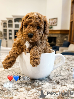 Zdjęcie №1. labradoodle - na sprzedaż w Askersund | 3109zł | Zapowiedź №157475