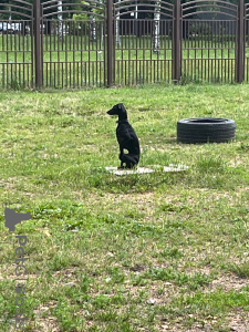 Zdjęcie №2. Usługi krycia charcik włoski. Cena - 1zł