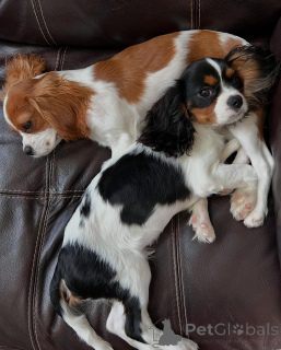 Zdjęcie №1. cavalier king charles spaniel - na sprzedaż w Aurich | negocjowane | Zapowiedź №173352