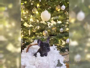 Zdjęcie №3. Słodkie szczenięta buldoga francuskiego. Szwajcaria