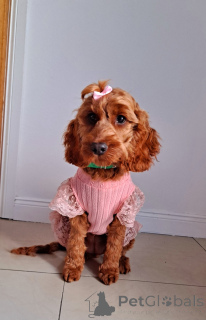 Zdjęcie №2 do zapowiedźy № 138589 na sprzedaż  kawapu - wkupić się Irlandia prywatne ogłoszenie