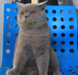 Zdjęcie №1. kot brytyjski krótkowłosy - na sprzedaż w Gomel | 4301zł | Zapowiedź № 3670