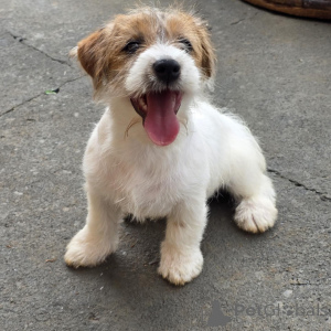 Zdjęcie №1. jack russell terrier - na sprzedaż w Monachium | negocjowane | Zapowiedź №171875