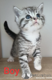 Zdjęcie №1. scottish fold - na sprzedaż w Rotorua | 2009zł | Zapowiedź № 151105