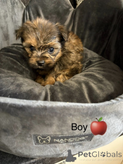 Zdjęcie №4. Sprzedam chow-chow w Arkansas City. prywatne ogłoszenie - cena - 1622zł