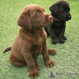 Zdjęcie №1.  - na sprzedaż w Alabama | negocjowane | Zapowiedź №162689