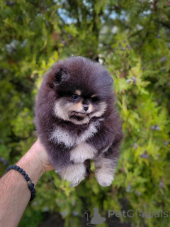 Zdjęcie №2 do zapowiedźy № 146801 na sprzedaż  szpic miniaturowy - wkupić się Serbia hodowca