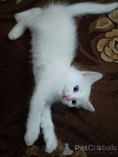 Zdjęcie №1. turecka angora - na sprzedaż w Aizlingen | 1674zł | Zapowiedź № 157701