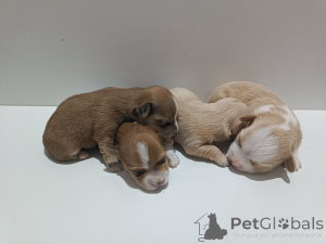 Zdjęcie №1. hawańczyk - na sprzedaż w Belgrad | negocjowane | Zapowiedź №146295