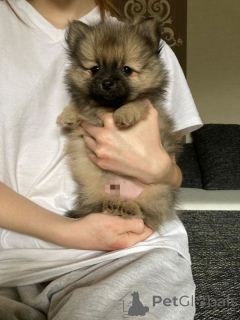 Zdjęcie №3. Pomeranian Zwergspitz Welpen. Szwajcaria