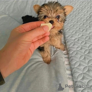 Zdjęcie №1. yorkshire terrier - na sprzedaż w Catania | negocjowane | Zapowiedź №157331